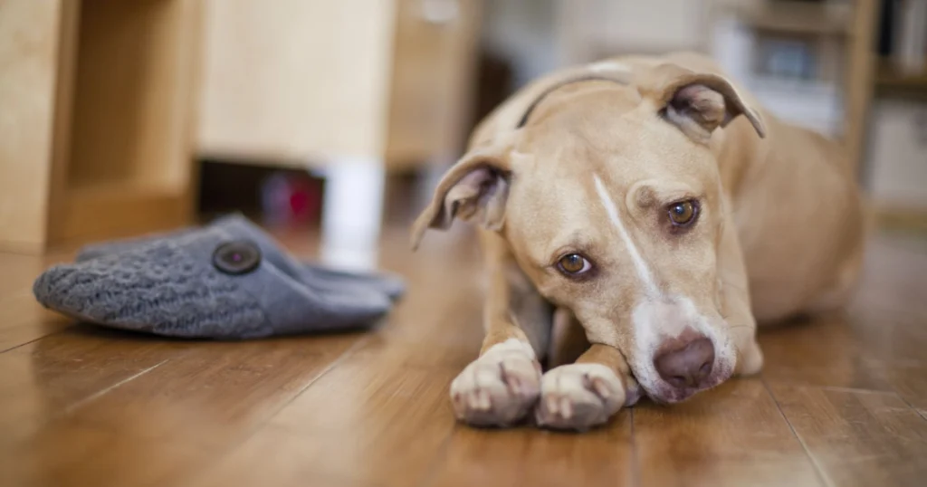 Anxiety in Dogs