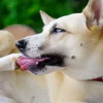 Why Dogs Chew Their Paws