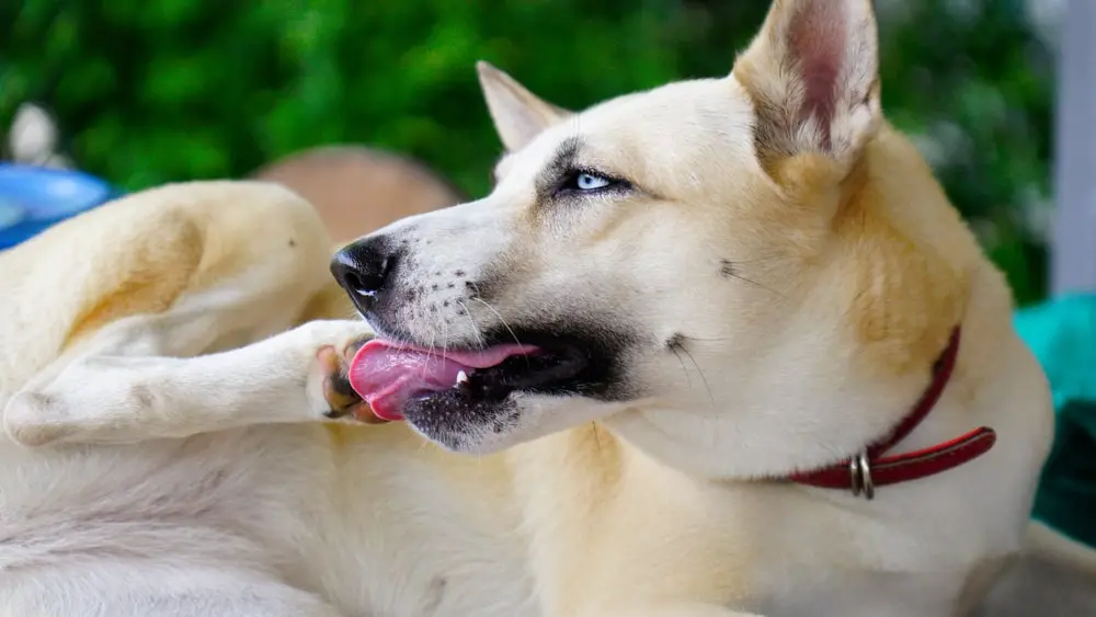 Why Dogs Chew Their Paws